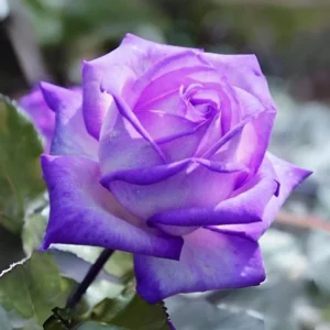 Purple White Hybrid Tea Rose Seeds - 30 Seeds - Bicolor Blooms - Image 5