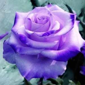 Purple White Hybrid Tea Rose Seeds - 30 Seeds - Bicolor Blooms - Image 6