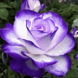 Purple White Hybrid Tea Rose Seeds - 30 Seeds - Bicolor Blooms - Image 7
