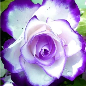 Purple White Hybrid Tea Rose Seeds - 30 Seeds - Bicolor Blooms - Image 8