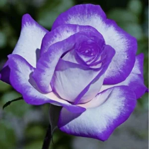 Purple White Hybrid Tea Rose Seeds - 30 Seeds - Bicolor Blooms - Image 9