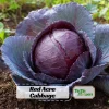 Red Acre Cabbage Seeds - Brassica oleracea - Heirloom Vegetable - 20 Seeds - Image 1