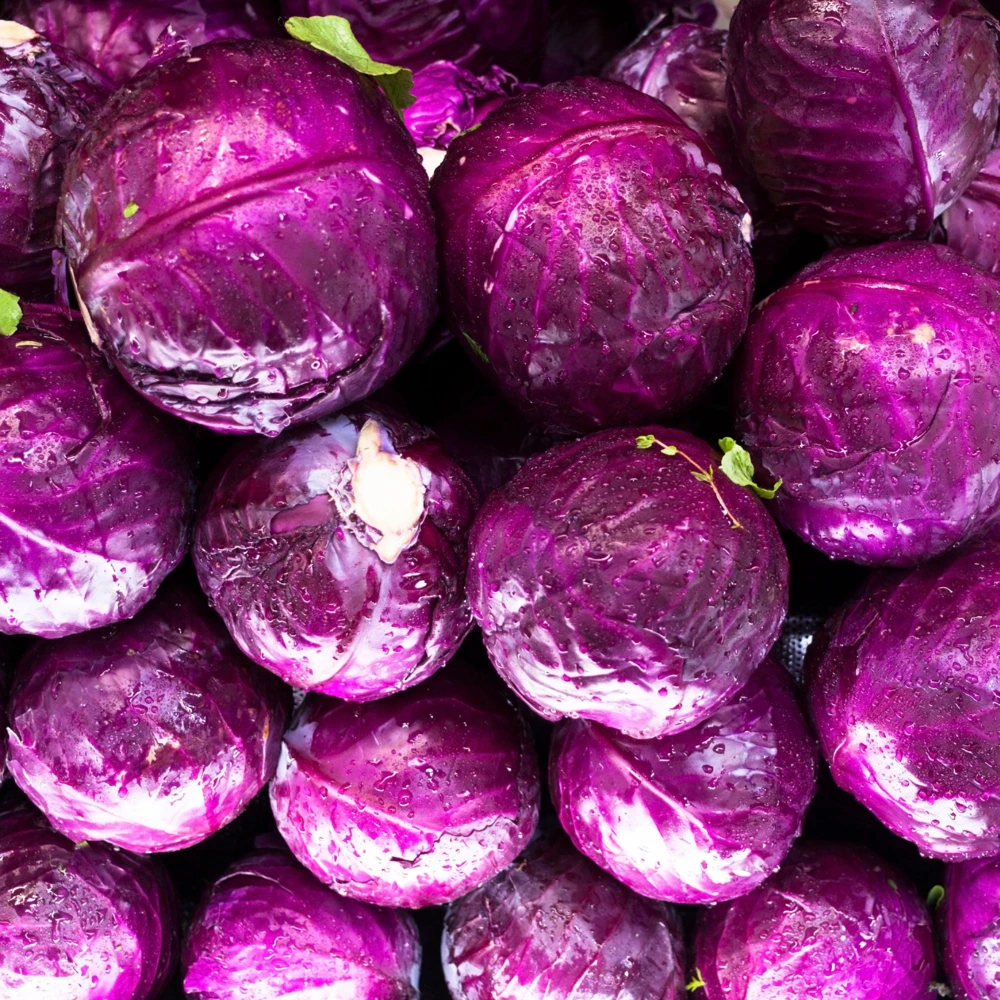 Red Acre Cabbage Seeds - Brassica oleracea - Heirloom Vegetable - 20 Seeds - Image 6