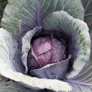 Red Acre Cabbage Seeds - Brassica oleracea - Heirloom Vegetable - 20 Seeds - Image 7