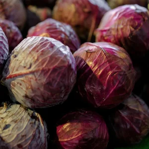 Red Acre Cabbage Seeds - Brassica oleracea - Heirloom Vegetable - 20 Seeds - Image 8