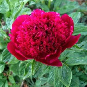 Red Charm Peony Seeds - 10 Pack - Perennial Paeonia Flower Seeds - Image 10