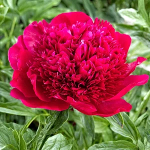 Red Charm Peony Seeds - 10 Pack - Perennial Paeonia Flower Seeds - Image 11