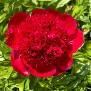 Red Charm Peony Seeds - 10 Pack - Perennial Paeonia Flower Seeds - Image 12