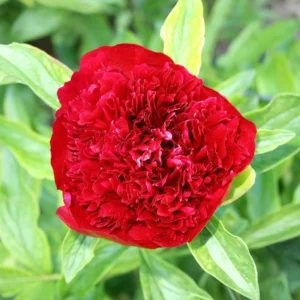 Red Charm Peony Seeds - 10 Pack - Perennial Paeonia Flower Seeds - Image 13