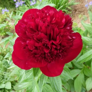 Red Charm Peony Seeds - 10 Pack - Perennial Paeonia Flower Seeds - Image 14