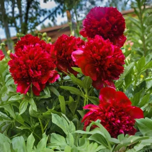 Red Charm Peony Seeds - 10 Pack - Perennial Paeonia Flower Seeds - Image 15