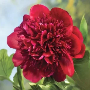 Red Charm Peony Seeds - 10 Pack - Perennial Paeonia Flower Seeds - Image 16