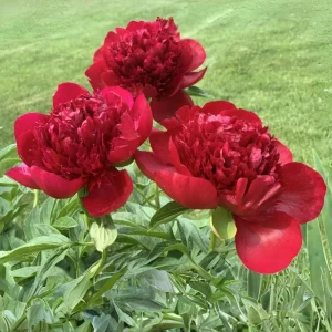 Red Charm Peony Seeds - 10 Pack - Perennial Paeonia Flower Seeds - Image 18