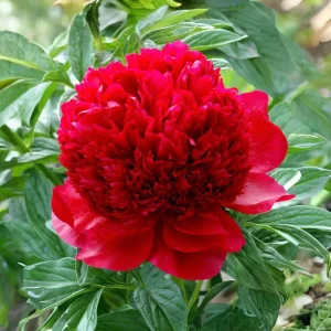 Red Charm Peony Seeds - 10 Pack - Perennial Paeonia Flower Seeds - Image 2