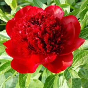 Red Charm Peony Seeds - 10 Pack - Perennial Paeonia Flower Seeds - Image 3