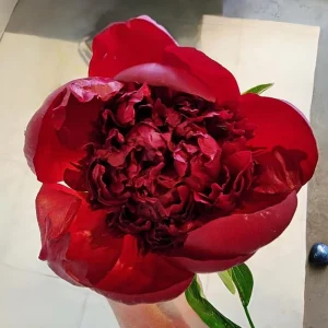 Red Charm Peony Seeds - 10 Pack - Perennial Paeonia Flower Seeds - Image 4