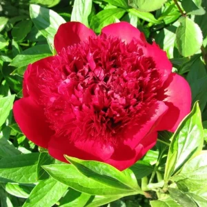 Red Charm Peony Seeds - 10 Pack - Perennial Paeonia Flower Seeds - Image 5
