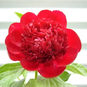 Red Charm Peony Seeds - 10 Pack - Perennial Paeonia Flower Seeds - Image 6