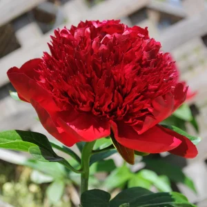 Red Charm Peony Seeds - 10 Pack - Perennial Paeonia Flower Seeds - Image 7