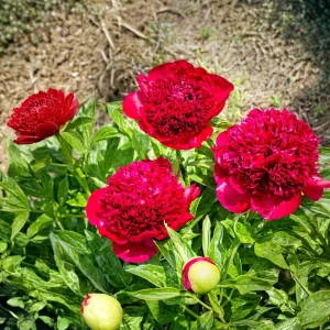 Red Charm Peony Seeds - 10 Pack - Perennial Paeonia Flower Seeds - Image 8