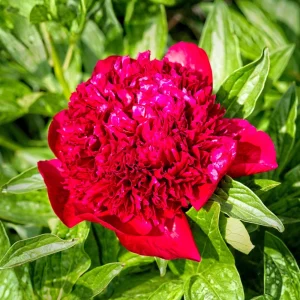 Red Charm Peony Seeds - 10 Pack - Perennial Paeonia Flower Seeds - Image 9