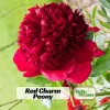 Red Charm Peony Seeds - 10 Pack - Perennial Paeonia Flower Seeds - Image 1