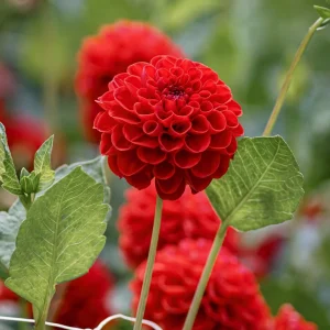 Red Cornel Dahlia Seeds - 40 Seeds - Pollinator Friendly Heirloom Flower Mix - Image 10