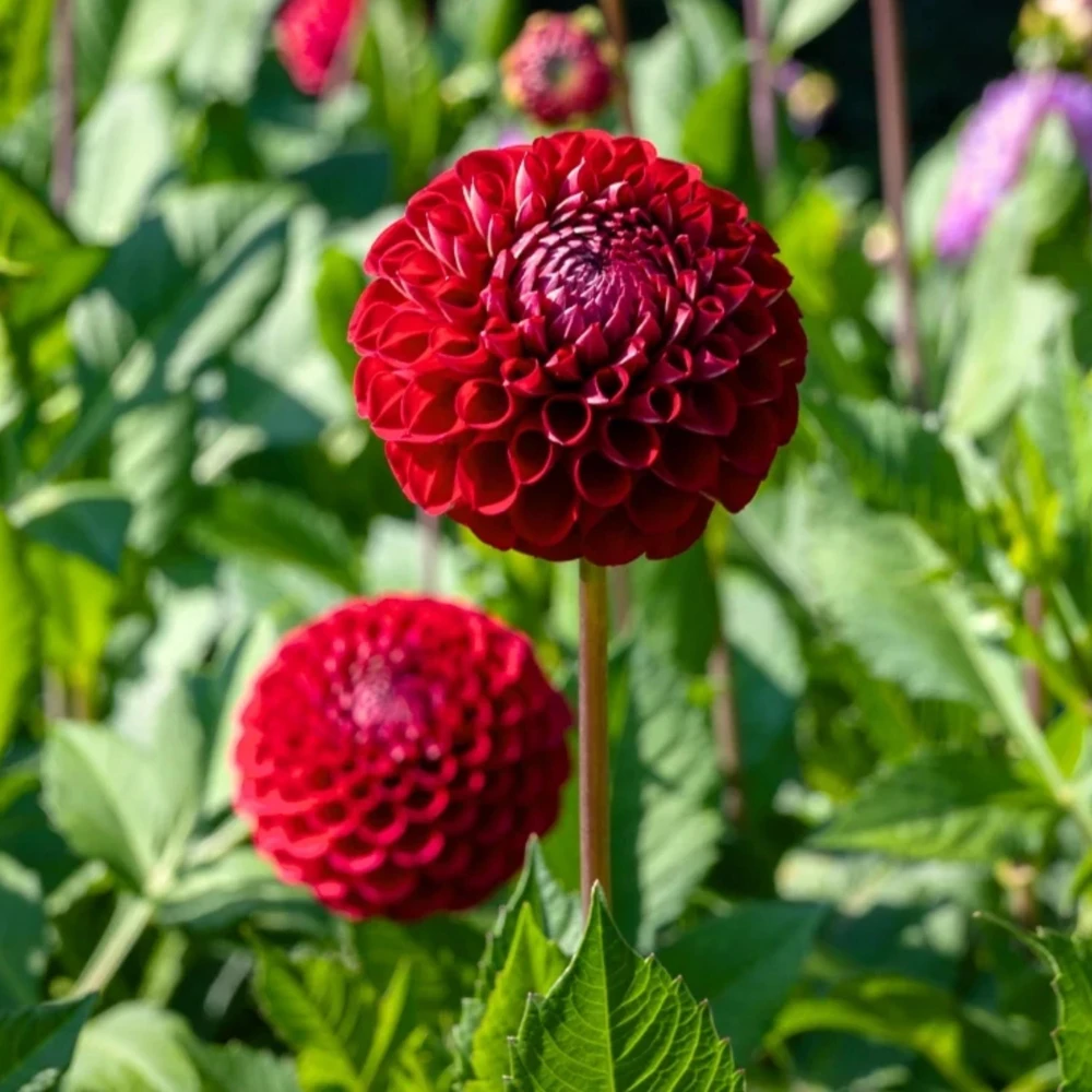 Red Cornel Dahlia Seeds - 40 Seeds - Pollinator Friendly Heirloom Flower Mix - Image 11