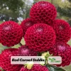 Red Cornel Dahlia Seeds - 40 Seeds - Pollinator Friendly Heirloom Flower Mix - Image 1