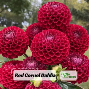 Red Cornel Dahlia Seeds - 40 Seeds - Pollinator Friendly Heirloom Flower Mix - Image 1