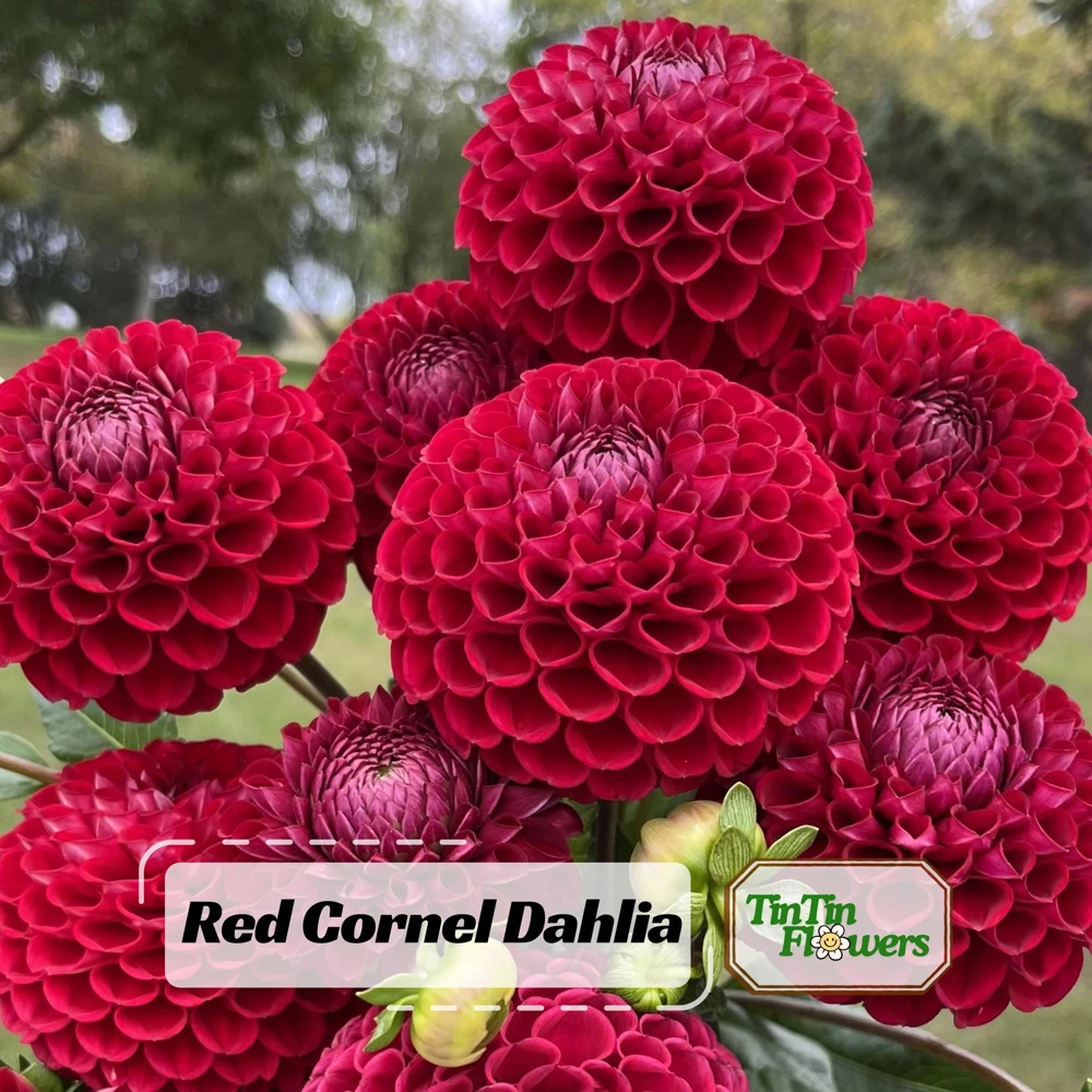 Red Cornel Dahlia Seeds - 40 Seeds - Pollinator Friendly Heirloom Flower Mix - Image 1