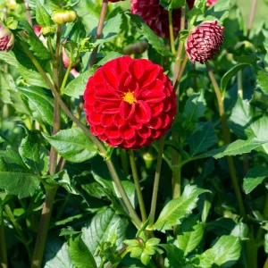 Red Cornel Dahlia Seeds - 40 Seeds - Pollinator Friendly Heirloom Flower Mix - Image 2