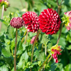 Red Cornel Dahlia Seeds - 40 Seeds - Pollinator Friendly Heirloom Flower Mix - Image 3