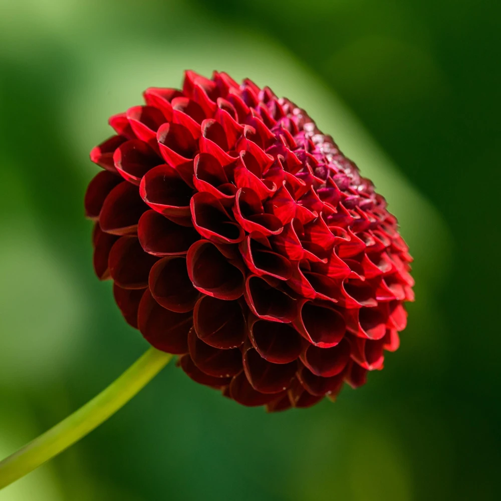 Red Cornel Dahlia Seeds - 40 Seeds - Pollinator Friendly Heirloom Flower Mix - Image 4