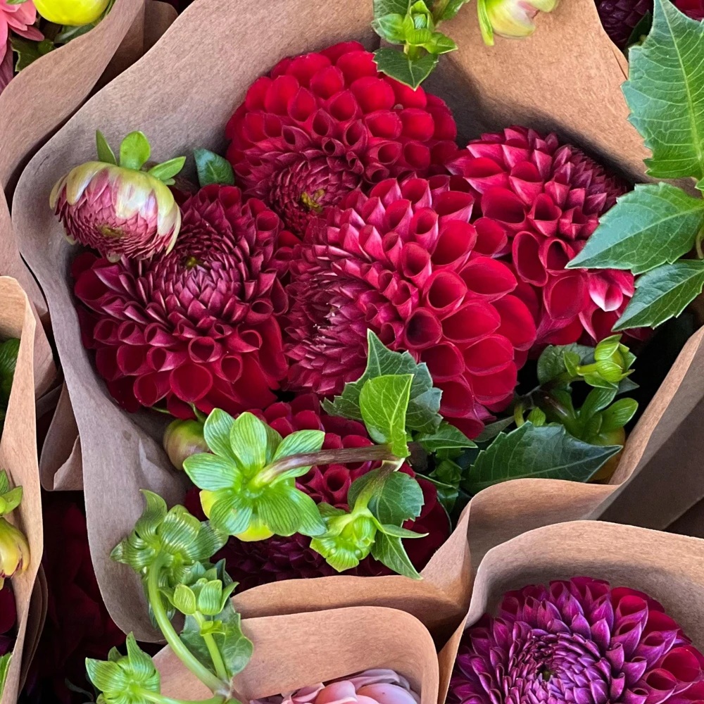 Red Cornel Dahlia Seeds - 40 Seeds - Pollinator Friendly Heirloom Flower Mix - Image 5