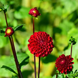 Red Cornel Dahlia Seeds - 40 Seeds - Pollinator Friendly Heirloom Flower Mix - Image 6
