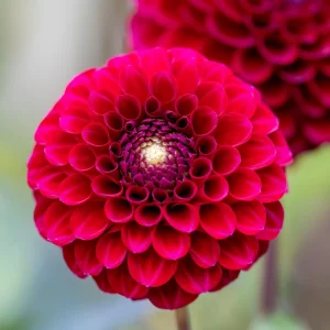Red Cornel Dahlia Seeds - 40 Seeds - Pollinator Friendly Heirloom Flower Mix - Image 7