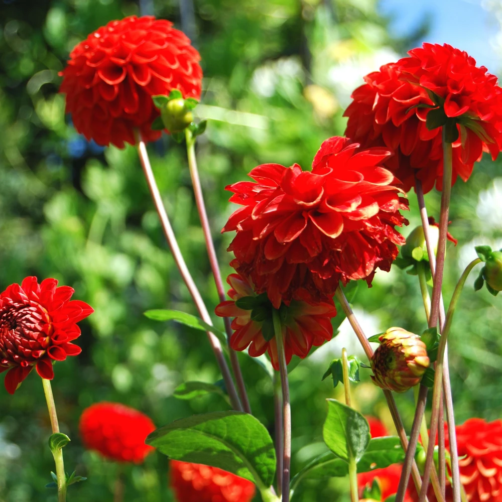 Red Cornel Dahlia Seeds - 40 Seeds - Pollinator Friendly Heirloom Flower Mix - Image 8