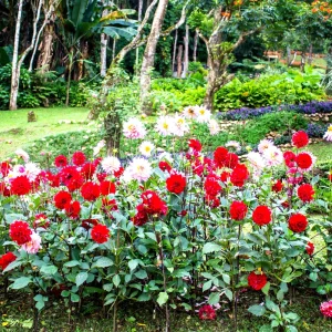 Red Cornel Dahlia Seeds - 40 Seeds - Pollinator Friendly Heirloom Flower Mix - Image 9