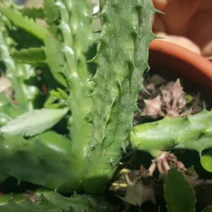 Red Dragon Succulent Live Plant - Huernia Schneideriana 7
