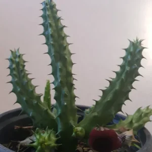 Red Dragon Succulent Live Plant - Huernia Schneideriana 7