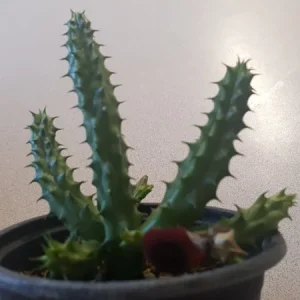 Red Dragon Succulent Live Plant - Huernia Schneideriana 7
