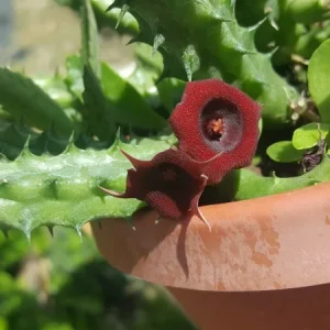 Red Dragon Succulent Live Plant - Huernia Schneideriana 7