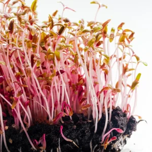 Red Garnet Amaranth Microgreen Seeds - Edible, Fast Growing - 30 Seed Pack - Image 10