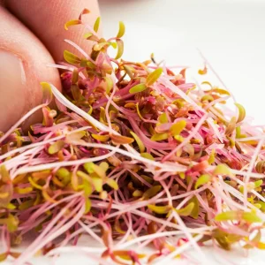 Red Garnet Amaranth Microgreen Seeds - Edible, Fast Growing - 30 Seed Pack - Image 11