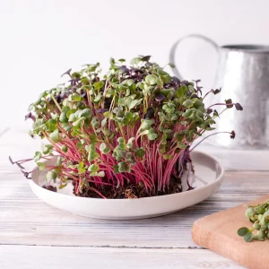 Red Garnet Amaranth Microgreen Seeds - Edible, Fast Growing - 30 Seed Pack - Image 12