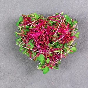 Red Garnet Amaranth Microgreen Seeds - Edible, Fast Growing - 30 Seed Pack - Image 13