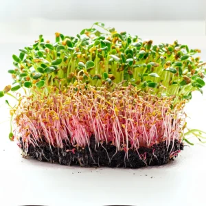 Red Garnet Amaranth Microgreen Seeds - Edible, Fast Growing - 30 Seed Pack - Image 14