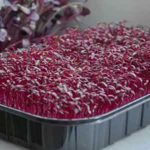 Red Garnet Amaranth Microgreen Seeds - Edible, Fast Growing - 30 Seed Pack - Image 15