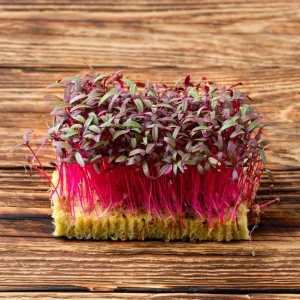 Red Garnet Amaranth Microgreen Seeds - Edible, Fast Growing - 30 Seed Pack - Image 16